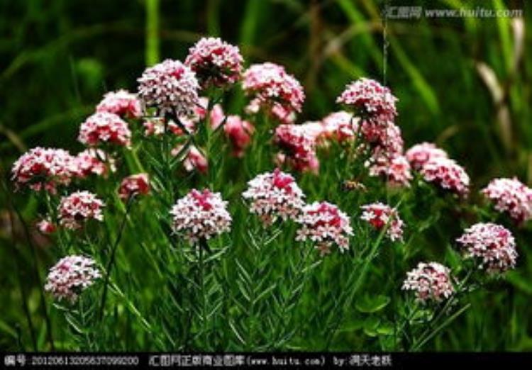 千日红几年生花卉「千日红植株矮花量小心生一计株型饱满花量大品质佳」