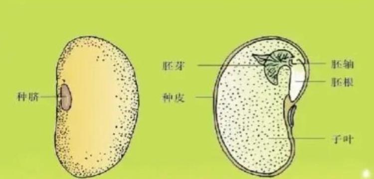 识别植物种子「轻松认识植物种子」