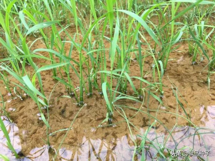 水稻干籽浸种催芽技术解决水稻发芽低的问题「水稻干籽浸种催芽技术解决水稻发芽低的问题」