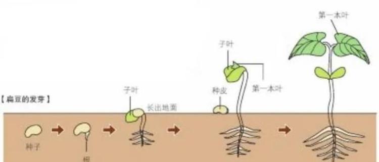 识别植物种子「轻松认识植物种子」