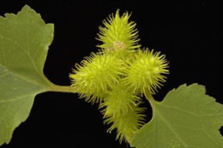 识别植物种子「轻松认识植物种子」