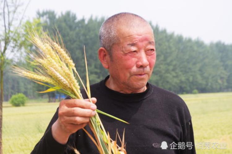 家里种植蔬菜不要再花钱买种子了这5种可以留种