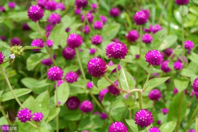 千日红几年生花卉「千日红植株矮花量小心生一计株型饱满花量大品质佳」