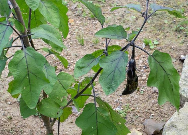 家里种植蔬菜不要再花钱买种子了这5种可以留种