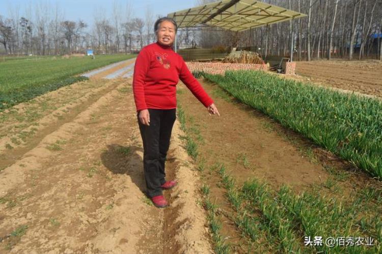 现在种土豆行不行「农民种土豆发了家为何今年不敢种植了夫妻俩开始打擂台」