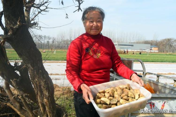 现在种土豆行不行「农民种土豆发了家为何今年不敢种植了夫妻俩开始打擂台」