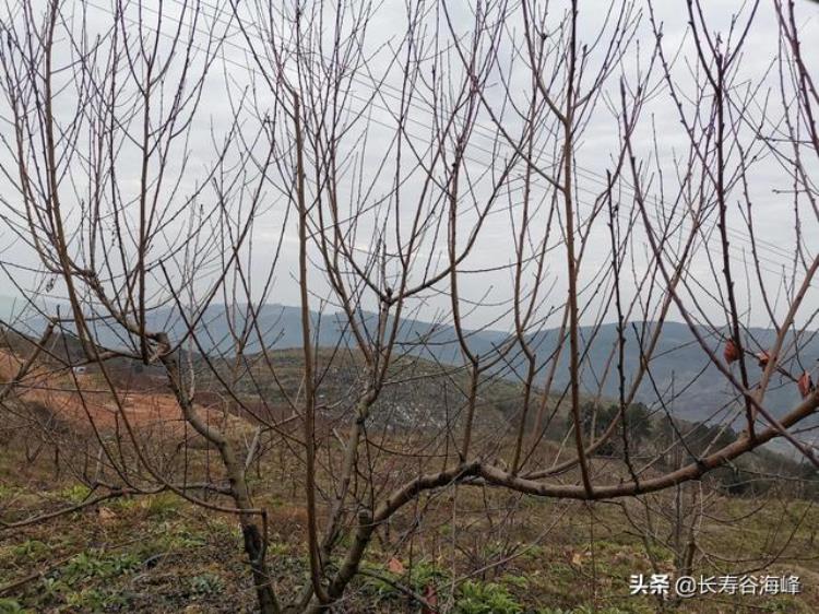 桃树冬季修剪目的及修剪技术「桃树冬季修剪目的及修剪技术」