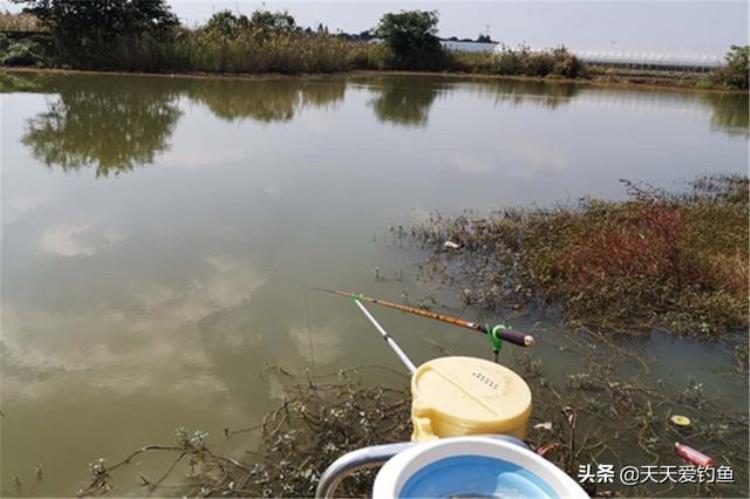 一年四季钓鲫鱼的最佳的季节「四季钓鲫鱼有人说春秋两季最好我却认为是冬季原因有这4点」