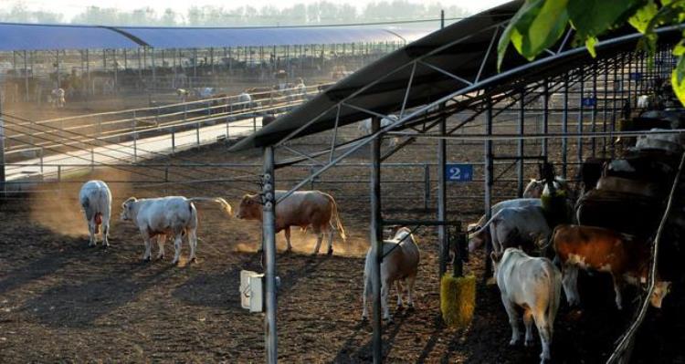 牛圈用水泥砖铺地板还是用红砖好「牛圈地面铺什么好牛圈铺水泥好还是红砖好呢实用养殖经验」