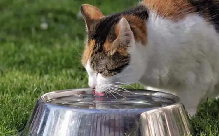 不太爱喝水的猫突然爱喝水「不爱喝水的猫咪突然开始吨吨吨别高兴太早它可能病得很严重」