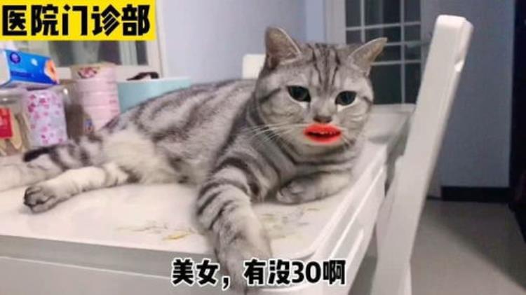 猫得猫癣了怎么办一点经验都没有去宠物医院是不是很贵啊