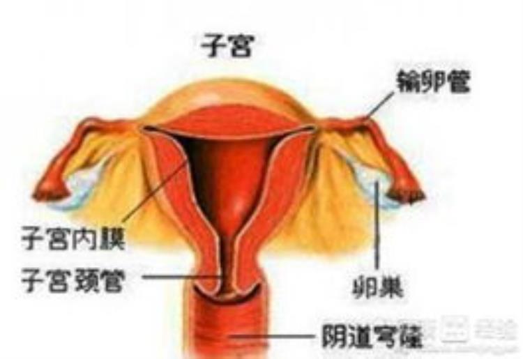 多囊卵巢治疗大概需要多少钱呢「多囊卵巢治疗大概需要多少钱呢」