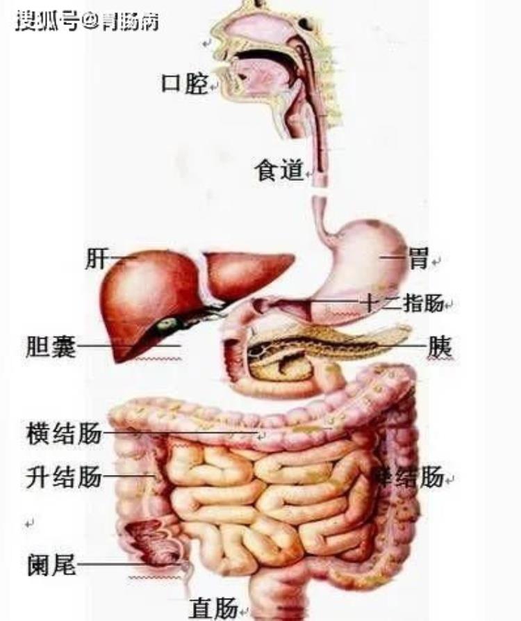 体检胃指标不正常「3个体检指标异常疑似胃癌出现症状或已是晚期胃镜该做就做」