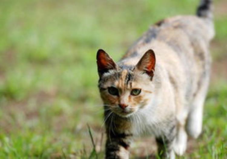 猫流鼻涕的症状「辟谣气温变化时猫流鼻涕咳嗽就是感冒猫支气管炎与之症状相似」