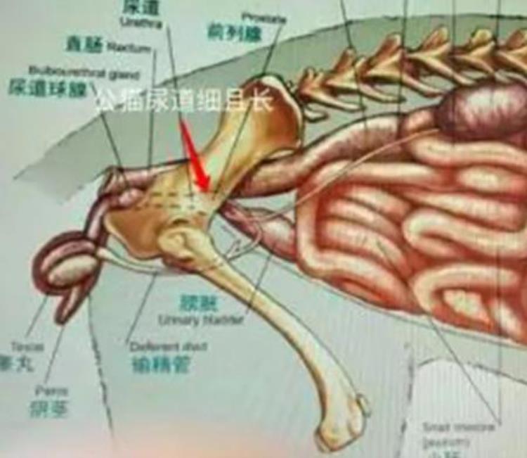 猫咪尿频尿急尿不尽「尿频尿急尿不尽喵星人痛痛快快怎么就这么难」