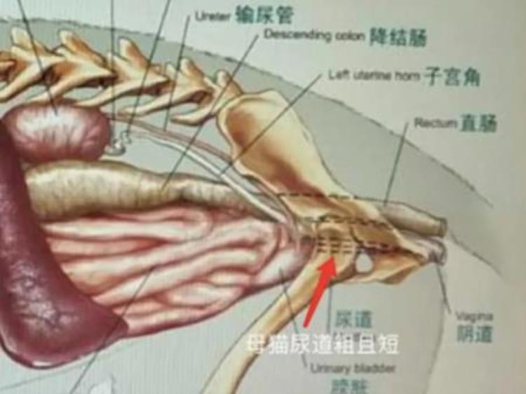 猫咪尿频尿急尿不尽「尿频尿急尿不尽喵星人痛痛快快怎么就这么难」