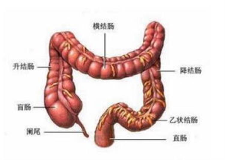 肠癌术后复查项目及费用「肠癌术后复查和费用」