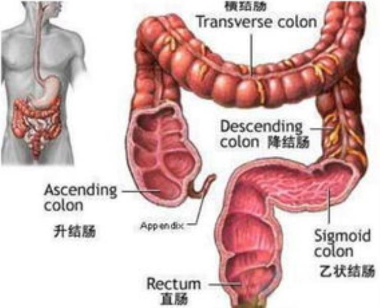 肠癌术后复查项目及费用「肠癌术后复查和费用」