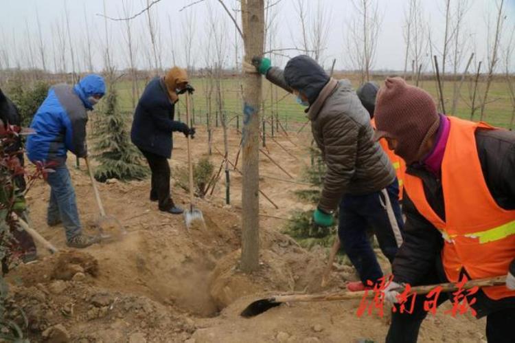 国道108路段宽幅林带将成为临渭区一道靓丽风景线