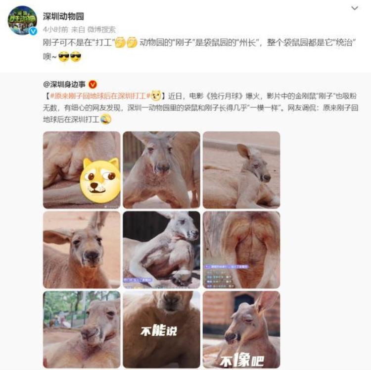 深圳动物园一袋鼠撞脸独行月球刚子网友评论亮了