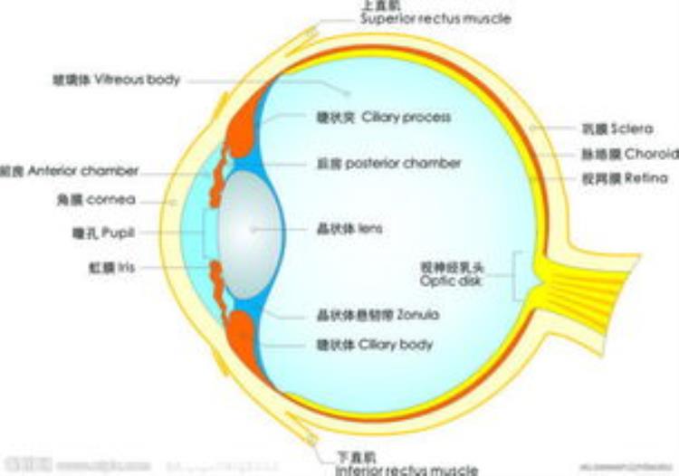 眼睛为啥可以看到东西「每日科普眼睛为什么能看见东西」