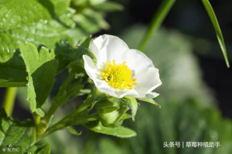 草莓长势正常但就是不开花这是什么状况呢「草莓长势正常但就是不开花这是什么状况」