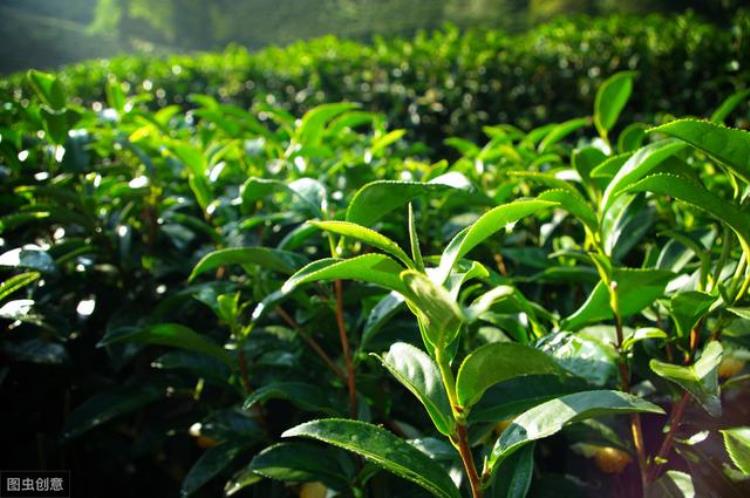 茶树炭疽病怎么防治「茶树常见病害茶饼病茶芽枯病茶炭疽病防治方法」