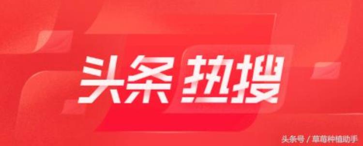 草莓长势正常但就是不开花这是什么状况呢「草莓长势正常但就是不开花这是什么状况」