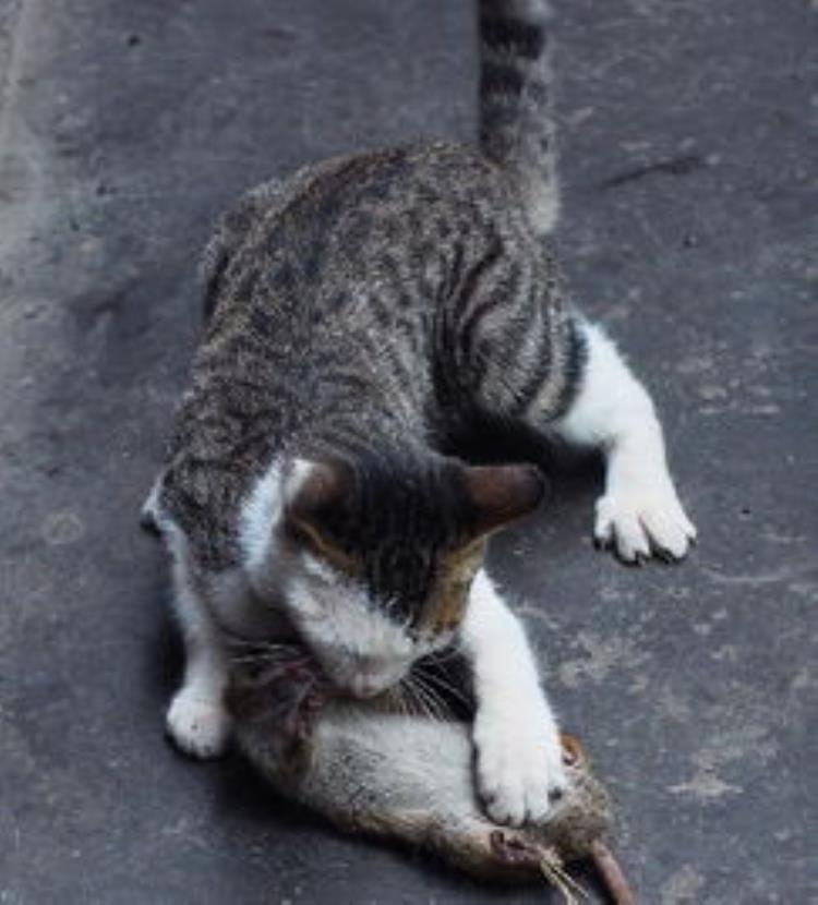 梦到猫应该如何解梦「梦到猫应该如何解梦」