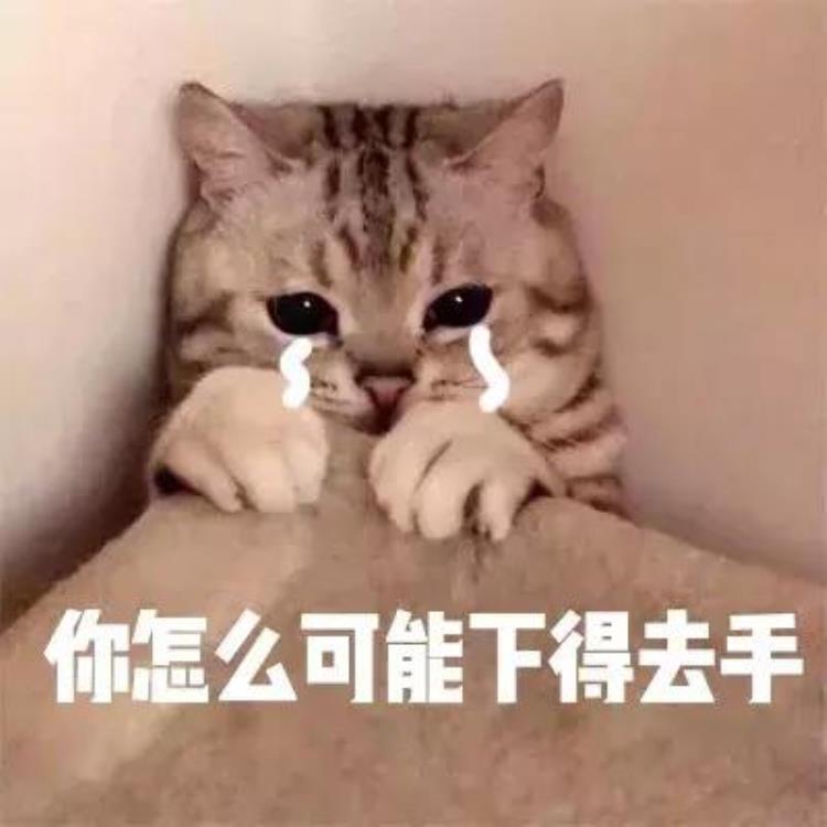 梦到猫应该如何解梦「梦到猫应该如何解梦」