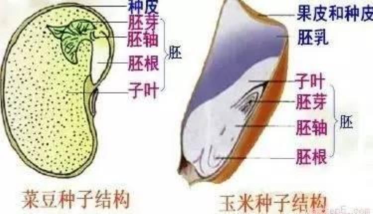 初一生物种子植物知识点「初中生物知识点种子植物」