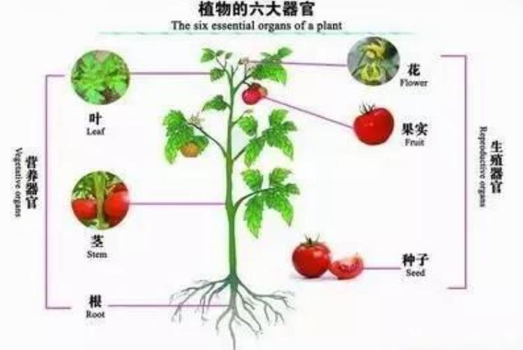 初一生物种子植物知识点「初中生物知识点种子植物」