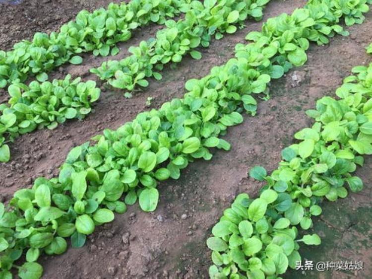 茴香 种「新春教你种蔬菜你真的会种茴香吗这么种产量高效益好」