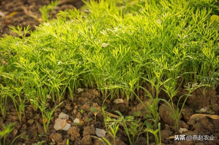 茴香 种「新春教你种蔬菜你真的会种茴香吗这么种产量高效益好」