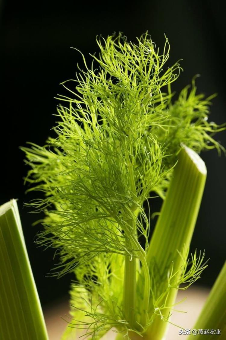 茴香 种「新春教你种蔬菜你真的会种茴香吗这么种产量高效益好」