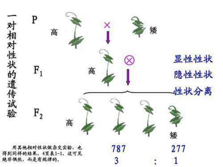 为什么农民不留种子了「为什么农民都选择购买种子而不自己留种或者制种」