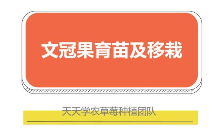 文冠果树的功效与副作用「东方神树文冠果真的那么神吗用处多价值高但移栽成活难」