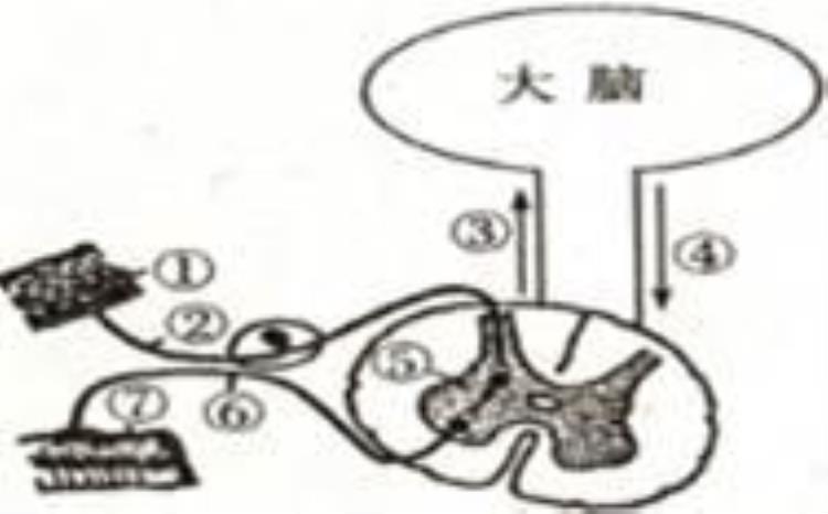 什么是恒定体温「初中科学恒定的体温每日一练含答案解析」