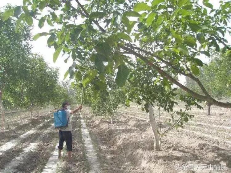 果树落花落果是什么原因「果树落花落果原因分析及保花保果技术要点」