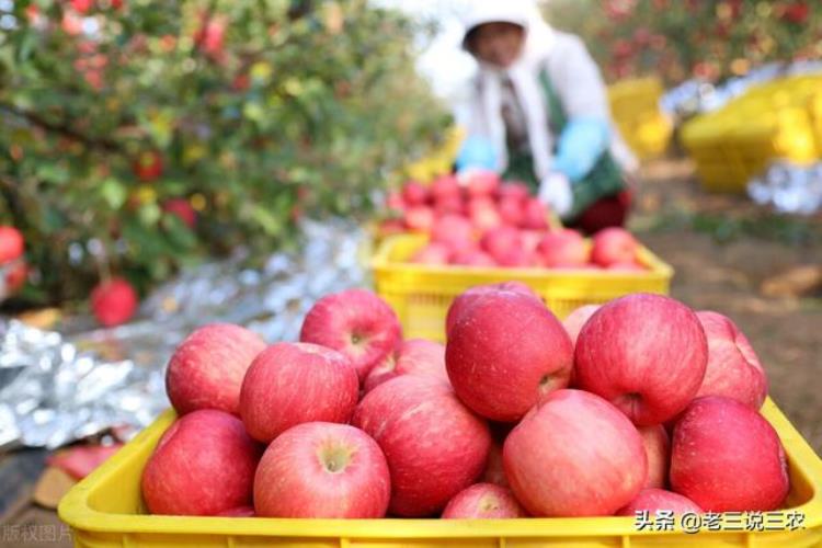 苹果反光膜生产价格「河北一农民苹果着色盖反光膜果大果甜一个卖50元年入15万」