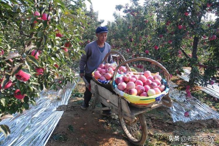 苹果反光膜生产价格「河北一农民苹果着色盖反光膜果大果甜一个卖50元年入15万」