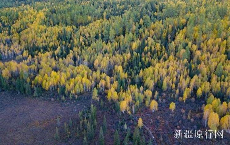 喀纳斯之秋「跟着沉香如屑的镜头去旅游在梦幻喀纳斯一步一步走进秋天」