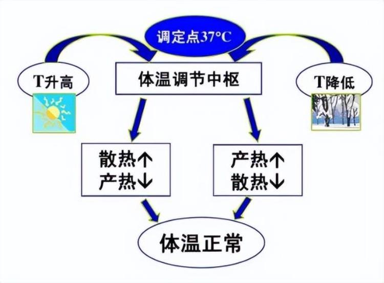 为什么新冠会反复发烧而且一般是晚上发烧「为什么新冠会反复发烧而且一般是晚上发烧」