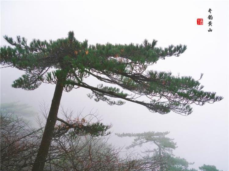 黄山风景奇绝天下为何说冬天景色最佳呢「黄山风景奇绝天下为何说冬天景色最佳呢」