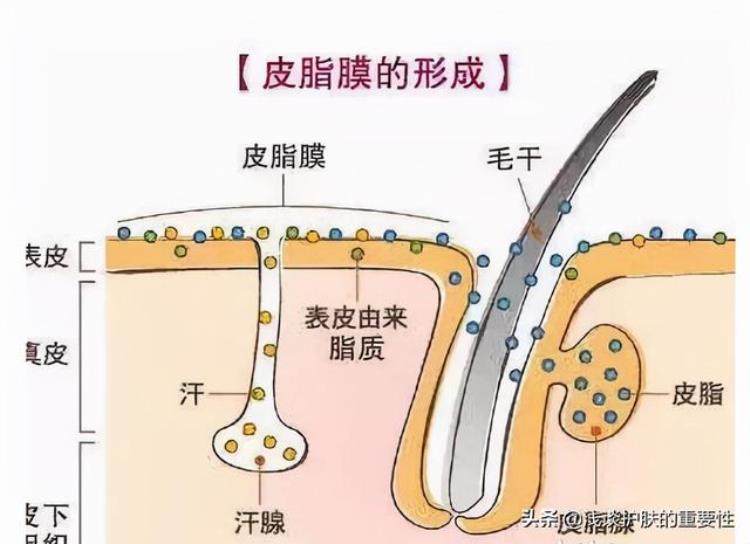 皮肤出油怎么补水才行,皮肤干燥补水最好办法