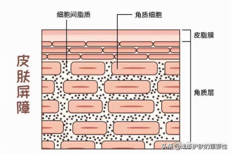 皮肤出油怎么补水才行,皮肤干燥补水最好办法