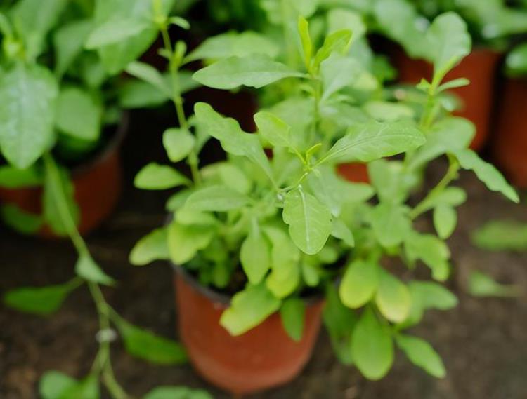 植物叶尖焦叶主要这4步轻松养护方法,盆栽植物叶片发焦怎么办