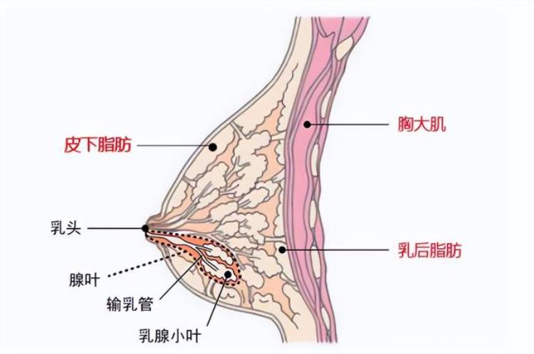 胸突然变大是疾病的信号吗怎么治疗「胸突然变大是疾病的信号吗」