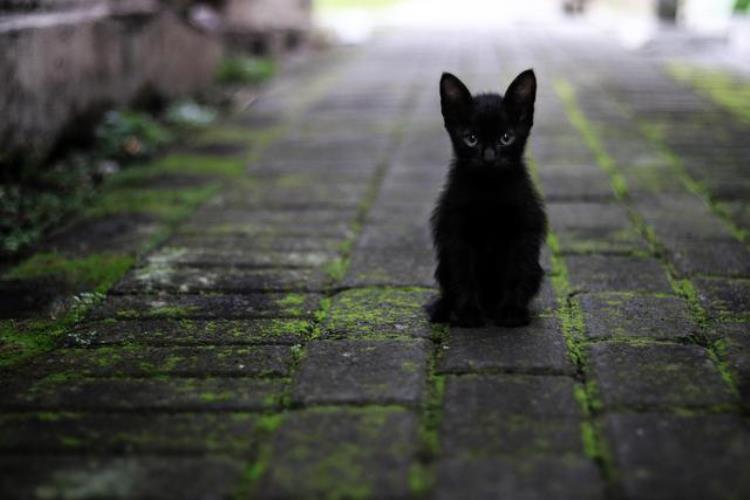 电脑壁纸 猫咪「电脑壁纸猫猫喵」