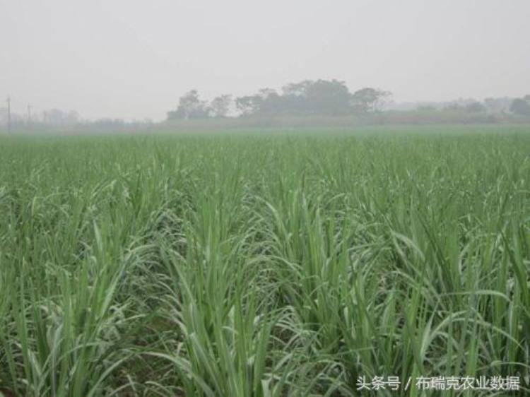 甘蔗种植的气候条件「甘蔗种植与气候条件如何息息相关」